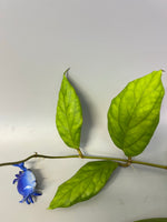 Hoya vitellinoides - fresh cut - unrooted