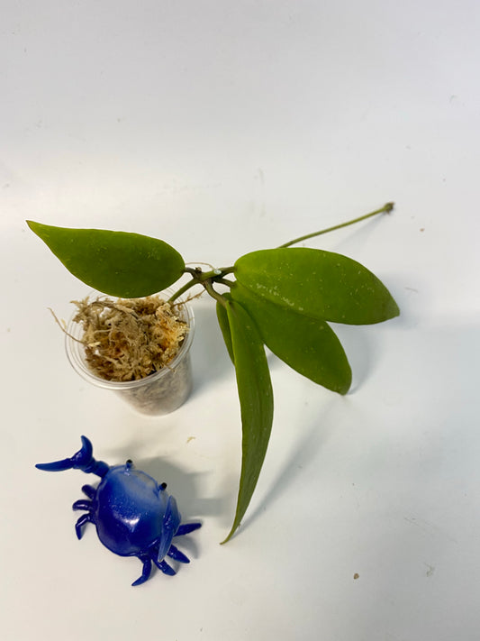 Hoya sp UT011 - Unrooted