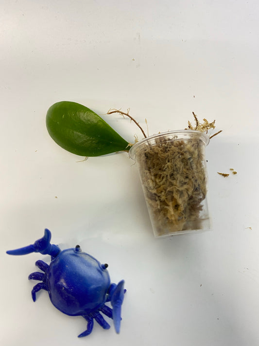 Hoya Lucardenasiana - Unrooted