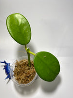 Hoya Ah-014 - starting to root