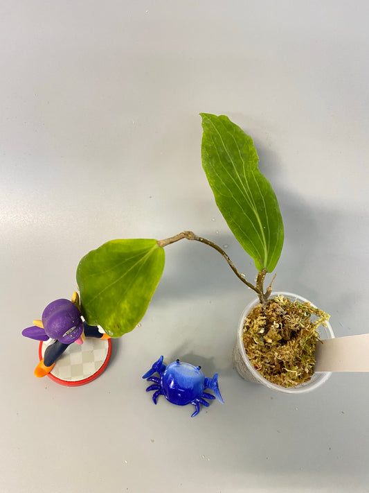 Hoya benguetensis - just starting to root