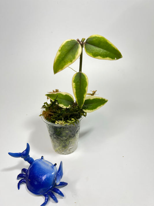 Hoya Bella outer variegation. (Albomarginata) - has some roots