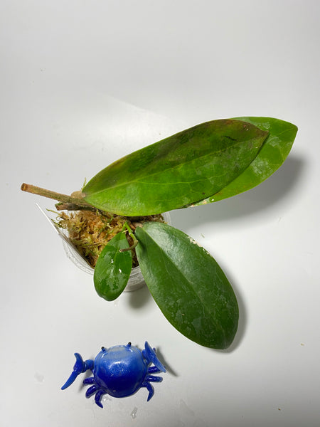 Hoya persicina - has roots
