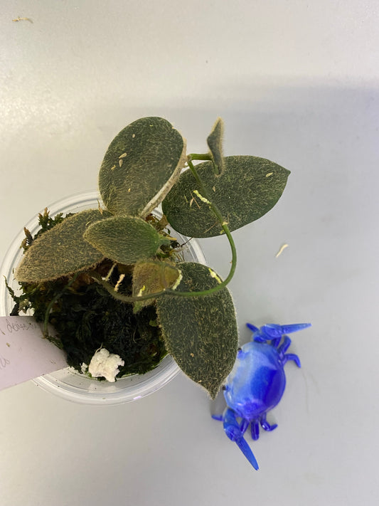 Hoya thomsonii dense hair - rooted