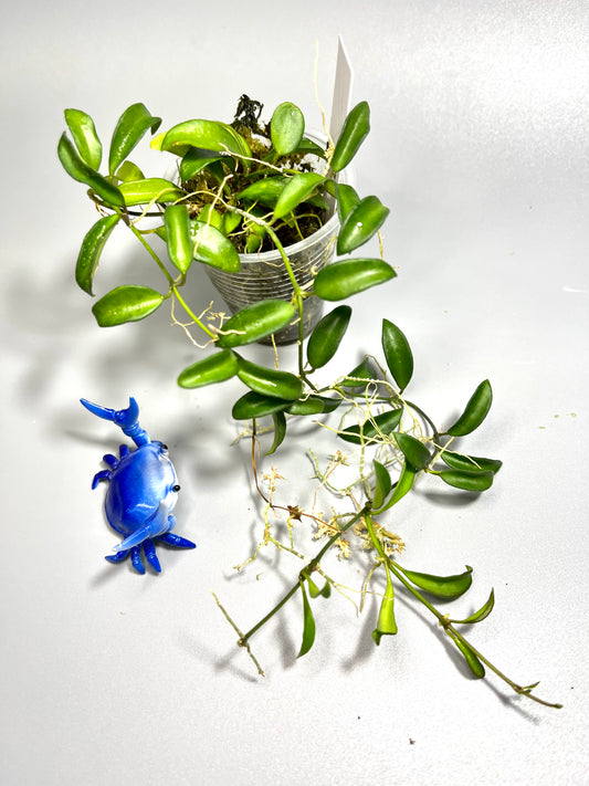 Hoya EPC 319 / PG04 / mini wayettii - has roots