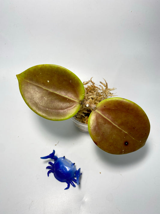 Hoya BP05 - has some roots