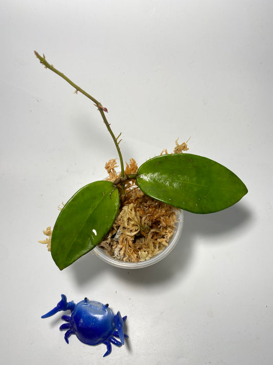 Hoya Silver lady (xiaojie 003) reverted - Unrooted