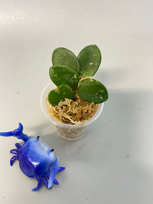 Hoya mathilde - just starting to root