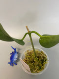 Hoya naumanii (australis x subcalva) - rooted