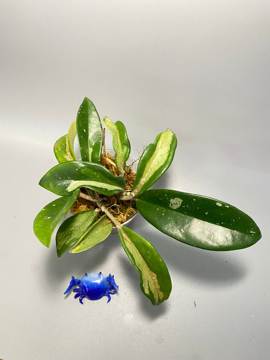 Hoya AH-074 silver clone- has some roots