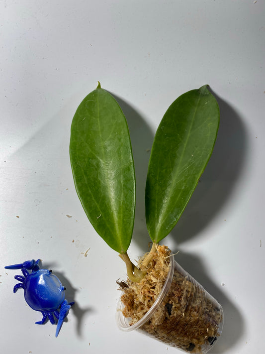 Hoya sp coxanh - unrooted