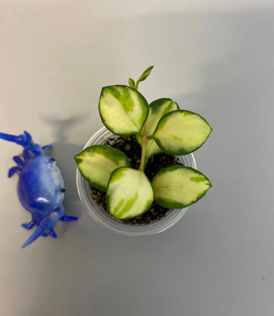 Reserved for Jennifer - Hoya heuschkeliana variegated - has root