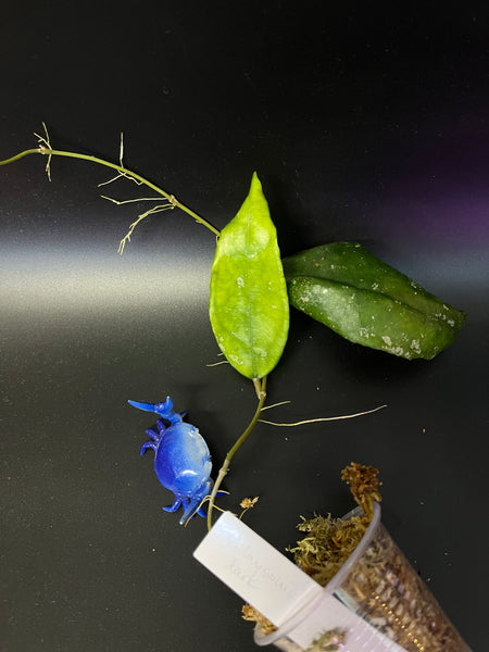 Hoya finlaysonii dark leaf - Unrooted