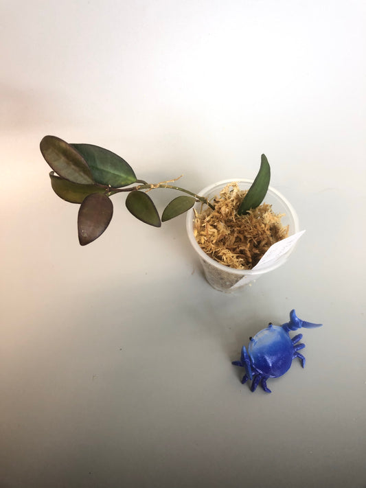 Hoya rosita (wayettii x tsangii)