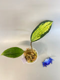 Hoya macrophylla pot of gold - new growth emerging