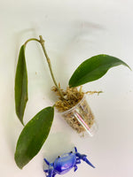 Hoya cv seanie (H. archboldiana x H. onychoides) - unrooted