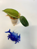 Hoya sp thomsonii - unrooted