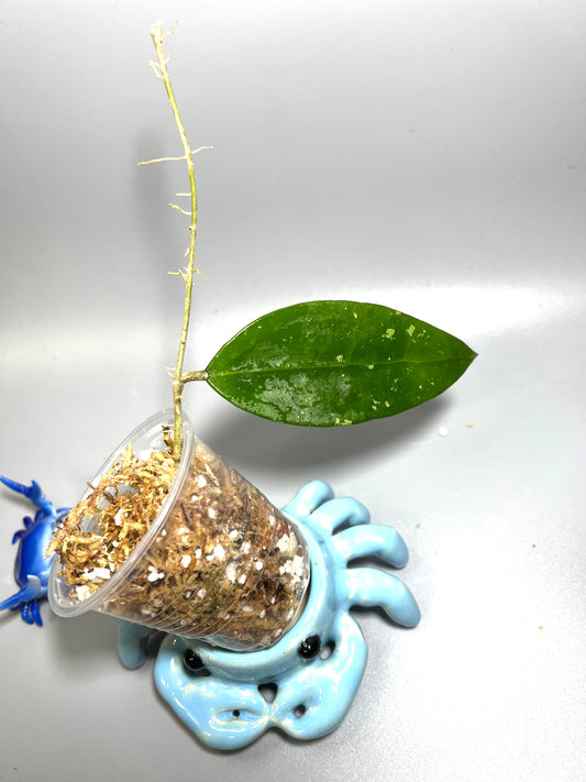 Hoya epc stingray - Unrooted