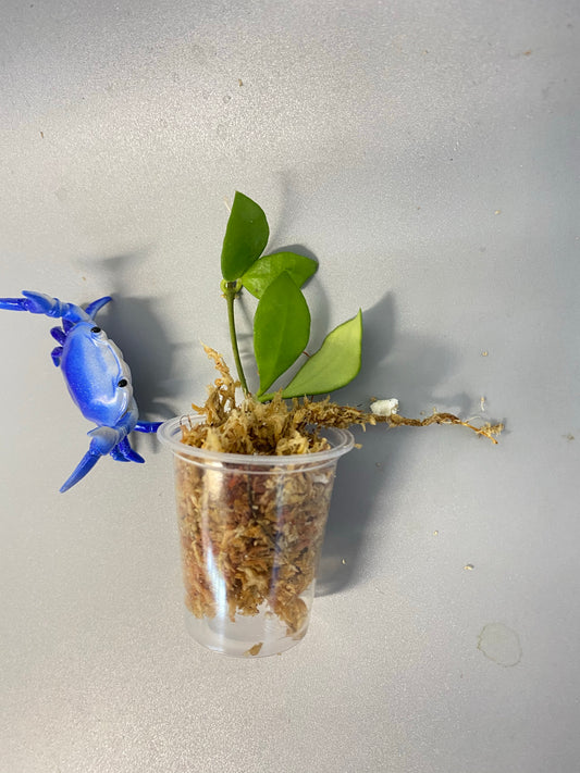 Hoya heuschkeliana pink - Unrooted