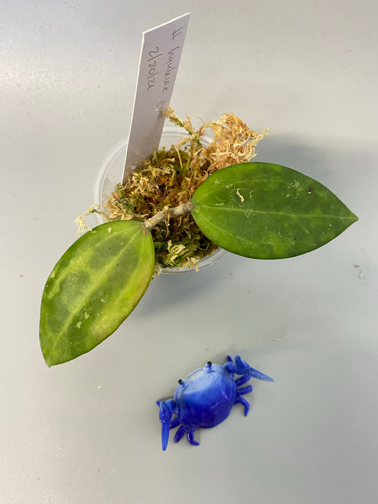 Hoya Hanhiae pink - rooted