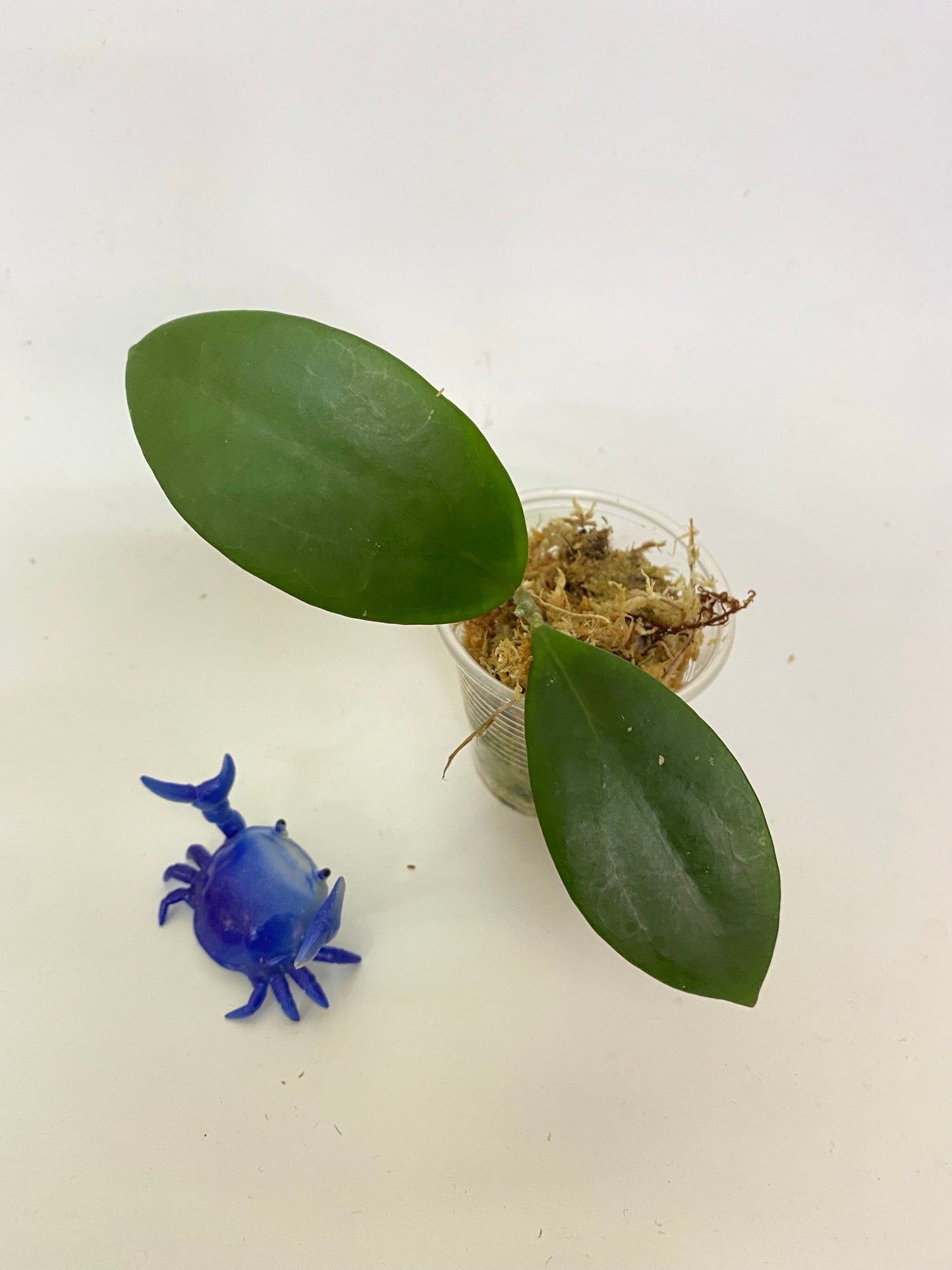 Hoya MB 1497 - (erythrina x MB 1141) - starting to root