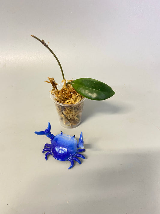 Hoya epc - etga - unrooted