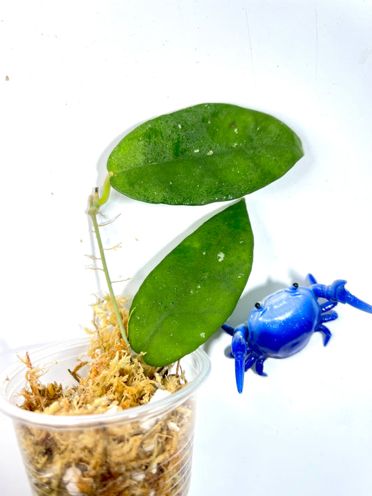 Hoya caudata hooker - Unrooted