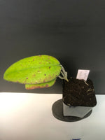 Hoya Vitellina