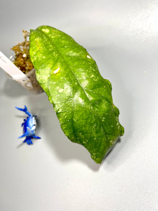 Hoya sp. chicken farm - Unrooted