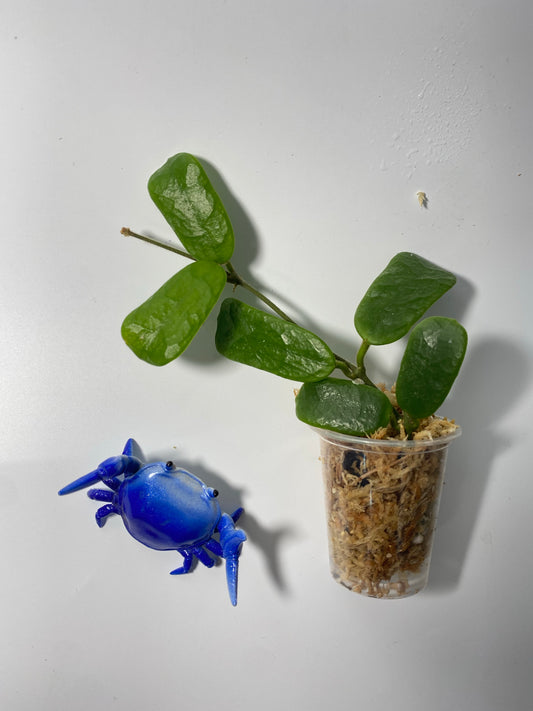 Hoya rotundiflora - Unrooted