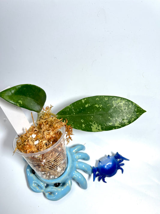 Hoya sp phukwai aff verticillata splash