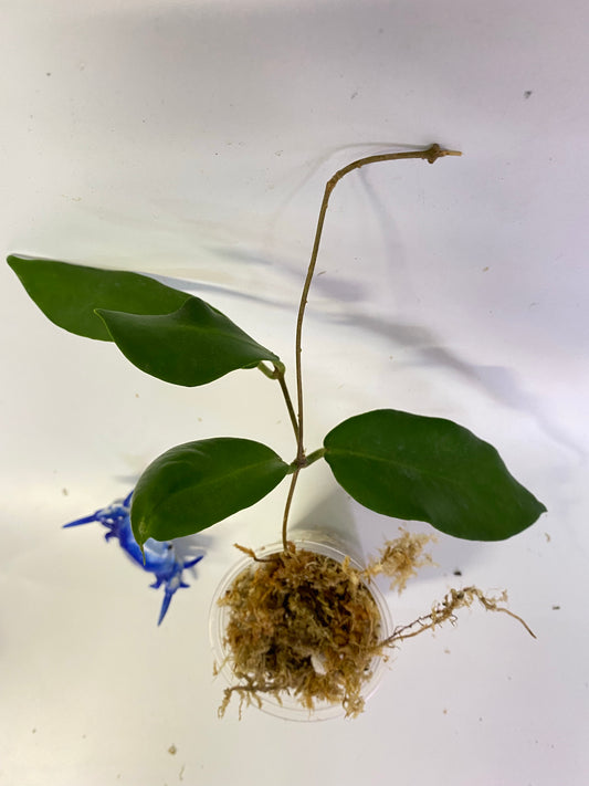 Hoya patella white - starting to root