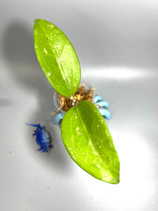 Hoya sp quang tri - Unrooted