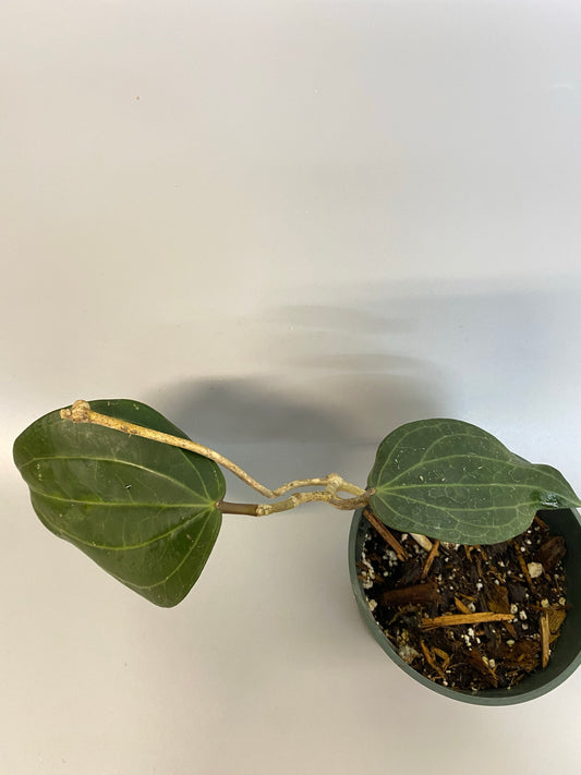 Reserved for Bernadette - Hoya Latifolia + Sarawak cream