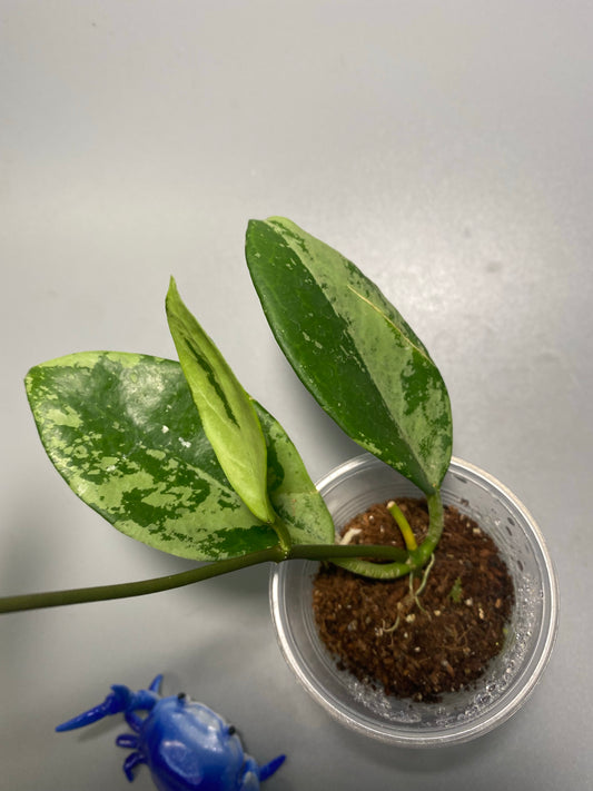 Hoya nervosa jokul - has roots