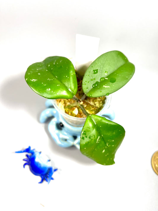 Hoya Leland Joseph - active growth