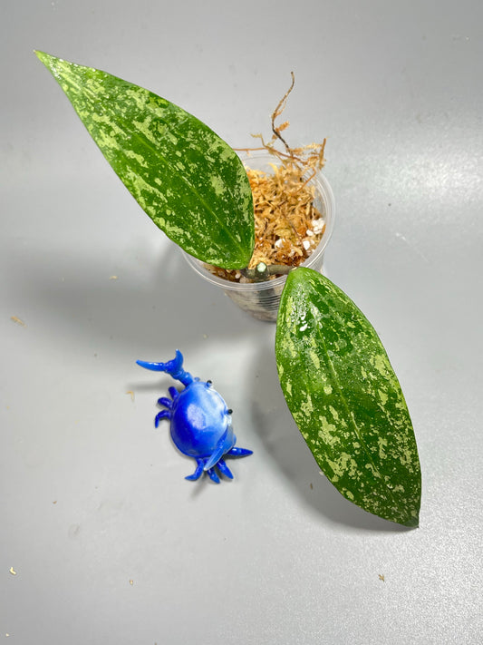 Hoya rangsan - Unrooted