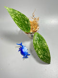 Hoya rangsan - Unrooted