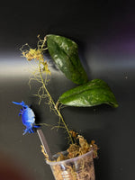 Hoya finlaysonii dark leaf - Unrooted