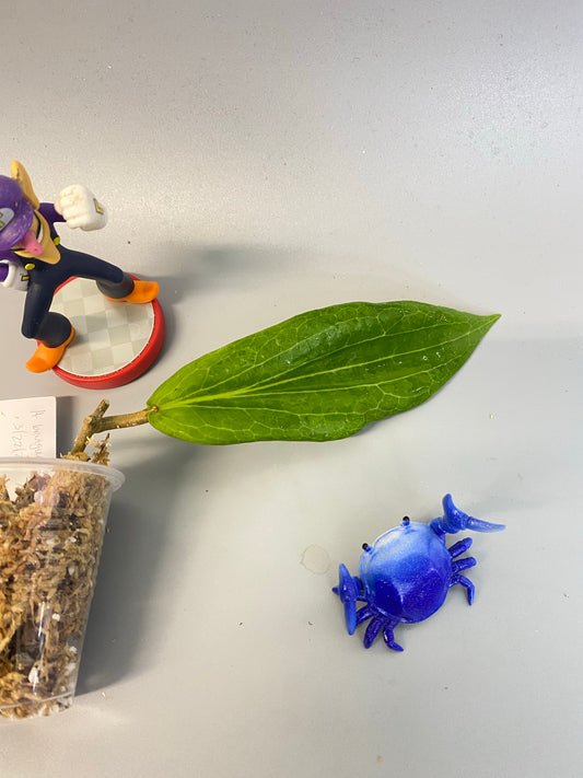 Hoya benguetensis - unrooted