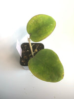 Hoya Latifolia - large leaf hoya