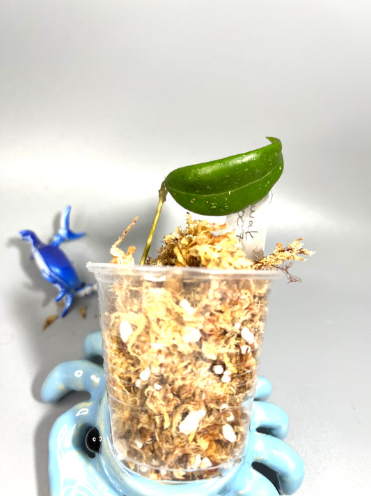 Hoya sp sarawak gps 10073  - Unrooted (Not Borneo)