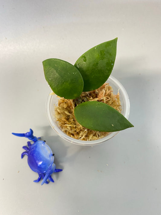 Hoya revoluta - has some rooted