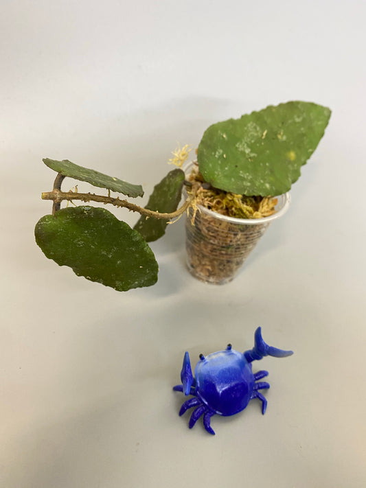 Hoya caudata big green leaf - unrooted