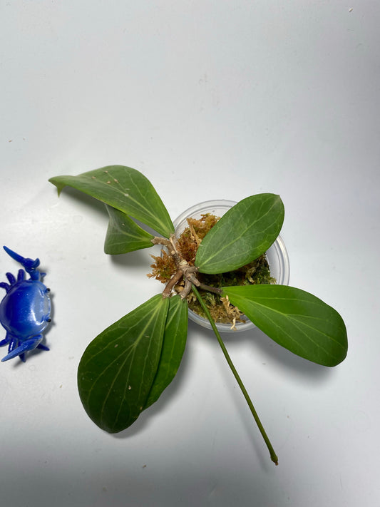 Hoya sp MPR IML 1866 - has some roots