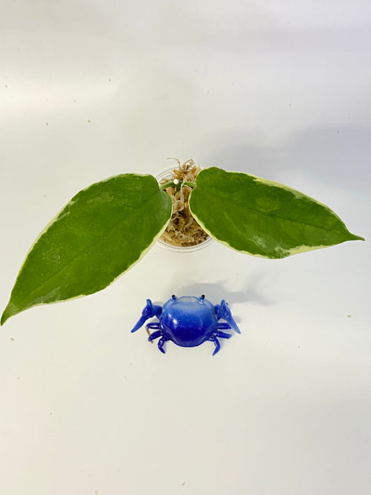 Hoya kenejiana albomarginata - throngs treasure - unrooted