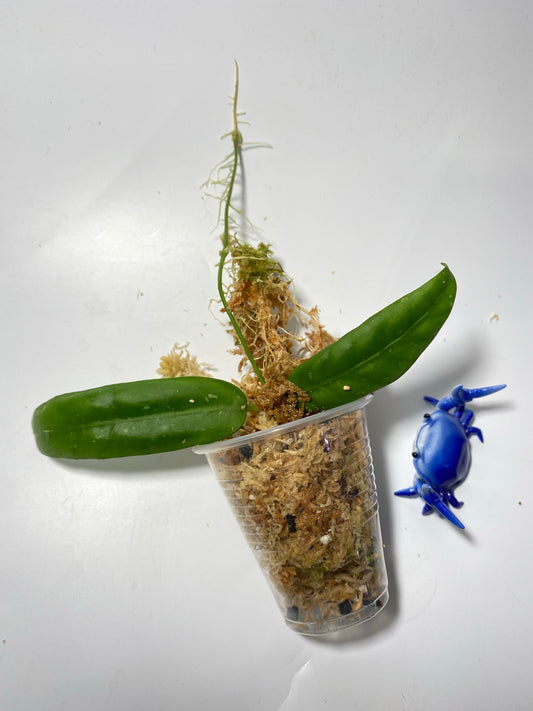 Hoya sabah GPS - 7950 - Unrooted