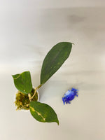 Hoya Jennifer - has active growth