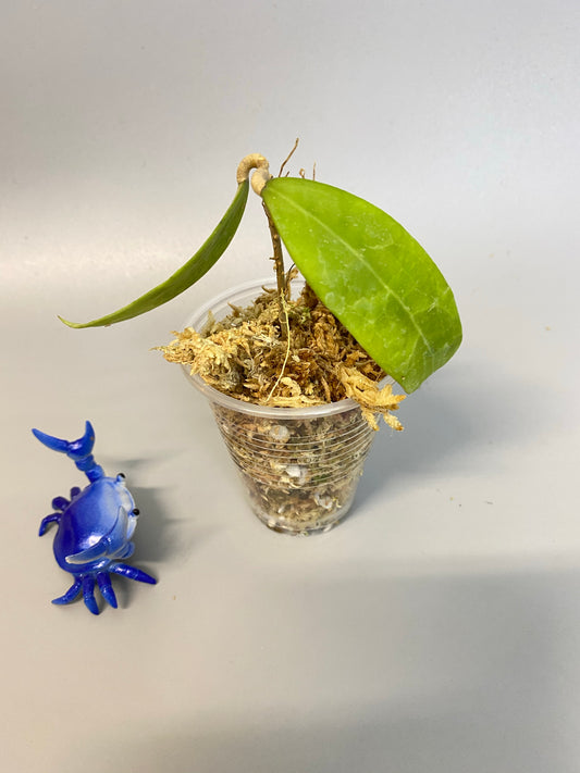 Hoya bhutanica - just starting to root