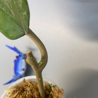 Hoya balaensis - just starting to root